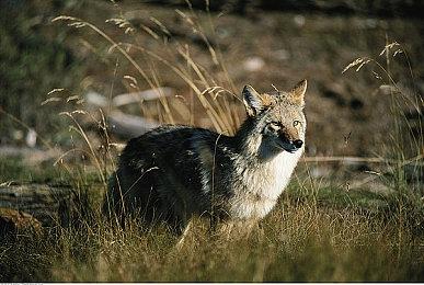 漫画风平台冒险游戏《神探狗狗：爪不可及》现已正式推出